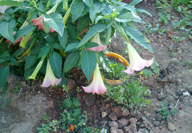 Name:  Kaptan Bahe (6).jpg
Views: 1644
Size:  69.1 KB