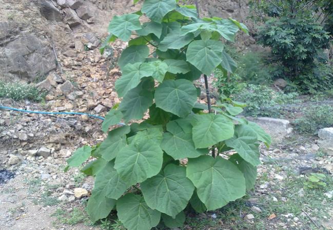Name:  Paulownia (1).jpg
Views: 2049
Size:  69.3 KB