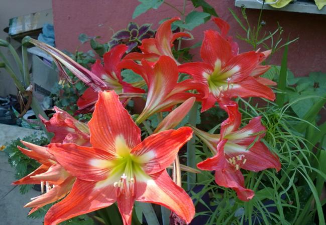 Name:  Amarilisler.jpg
Views: 1242
Size:  55.1 KB