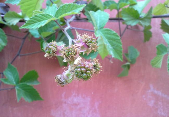 Name:  Brtlen.jpg
Views: 1275
Size:  35.3 KB