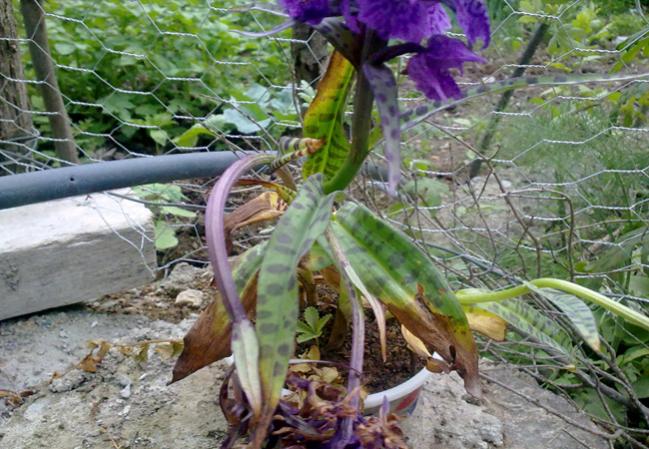 Name:  Da Orkidesi (2).jpg
Views: 2376
Size:  67.2 KB