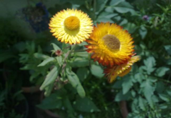 Name:  lmsz iek.jpg
Views: 1399
Size:  30.3 KB