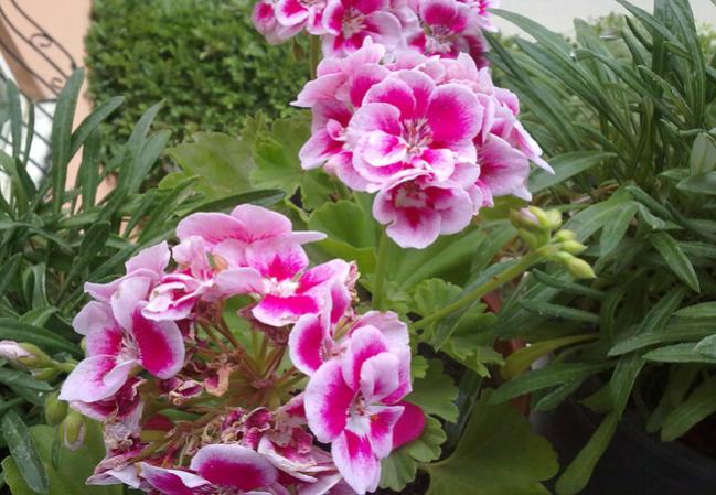 Name:  Sakz Sardunya.jpg
Views: 1455
Size:  57.1 KB