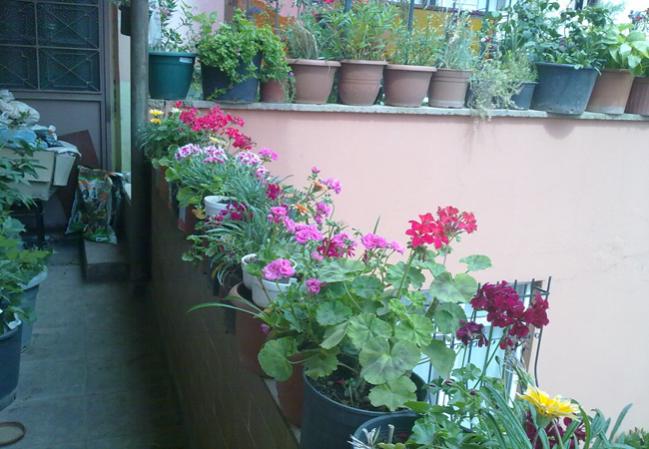 Name:  Sardunyalar.jpg
Views: 1450
Size:  50.1 KB