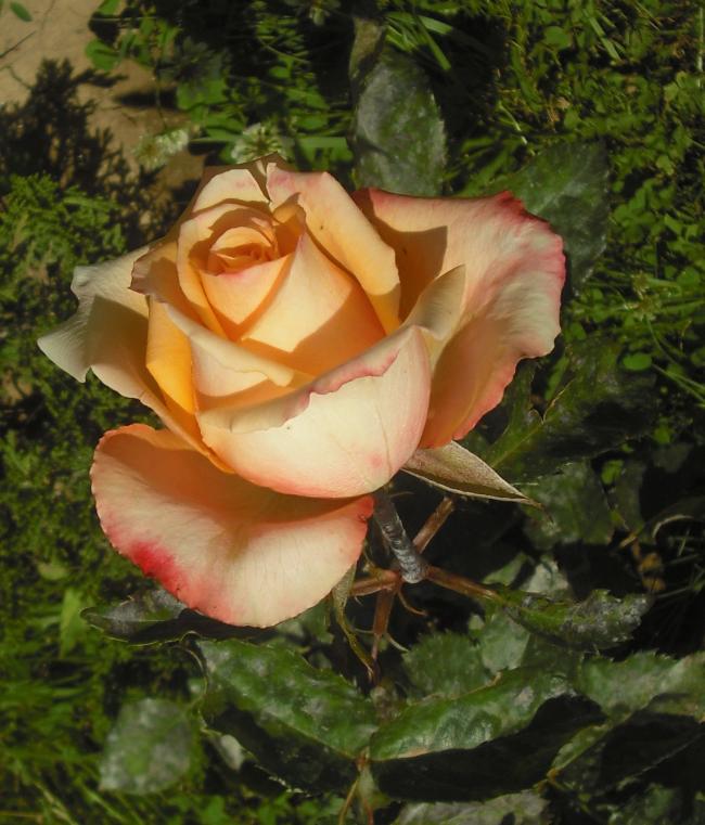 Name:  006.jpg
Views: 1695
Size:  69.2 KB