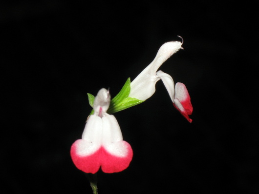 Name:  IMG_0935.JPG
Views: 1576
Size:  37.0 KB