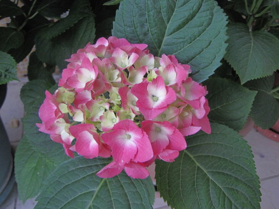 Name:  IMG_9140.JPG
Views: 856
Size:  68.1 KB