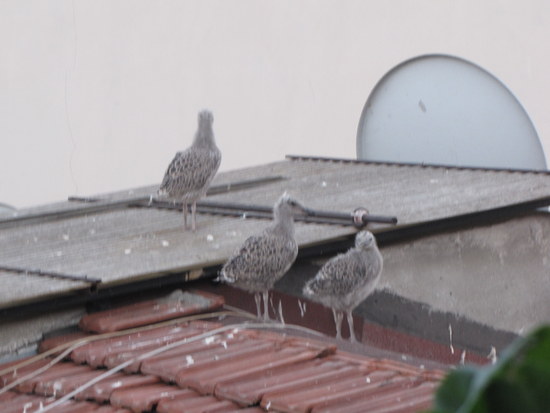 Name:  IMG_9143.JPG
Views: 811
Size:  41.9 KB
