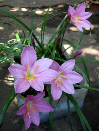 Name:  IMG_1113.jpg
Views: 968
Size:  32.9 KB