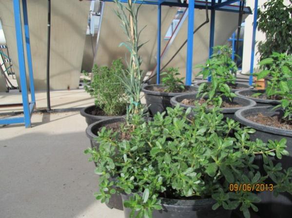 Name:  Resim 008.jpg
Views: 1036
Size:  50.1 KB