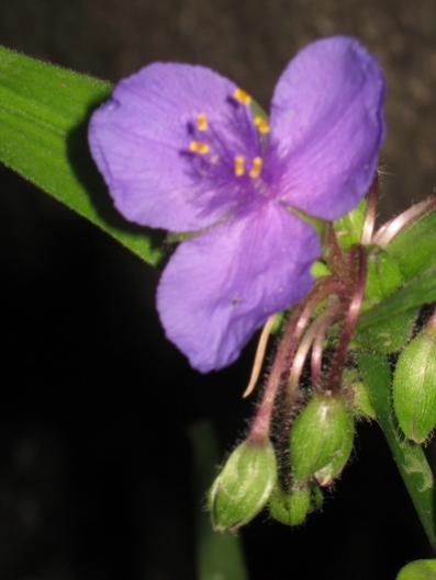 Name:  Tradescantia andersoniana.jpg
Views: 806
Size:  21.3 KB
