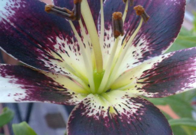 Name:  100620131632.jpg
Views: 1192
Size:  40.9 KB