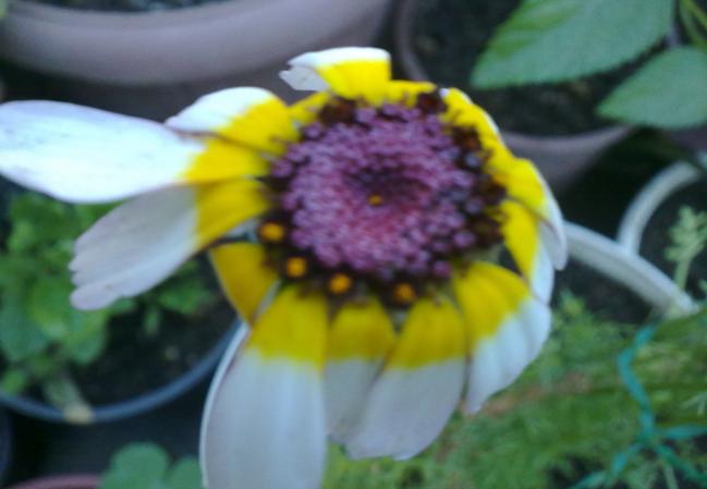 Name:  100620131642.jpg
Views: 1061
Size:  29.1 KB