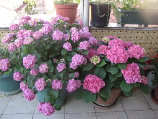 Name:  IMG_9190.jpg
Views: 857
Size:  43.4 KB