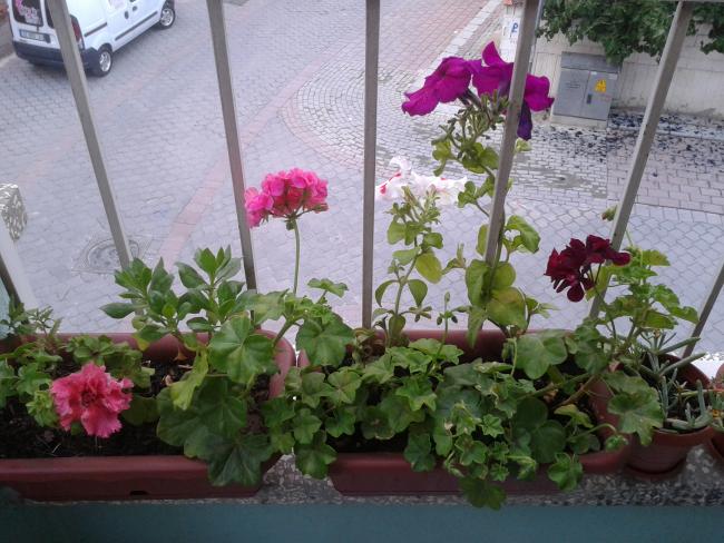Name:  2013-06-13 19.30.13.jpg
Views: 815
Size:  59.7 KB