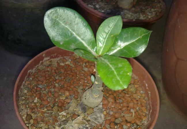 Name:  Adenium (1).jpg
Views: 1317
Size:  39.8 KB