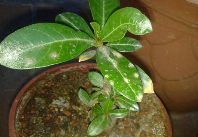 Name:  Adenium (2).jpg
Views: 1317
Size:  39.7 KB