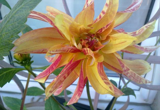 Name:  Ebruli Dahlia.jpg
Views: 1290
Size:  45.3 KB