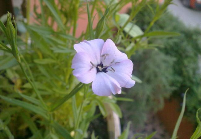Name:  Karamuk.jpg
Views: 1207
Size:  31.5 KB