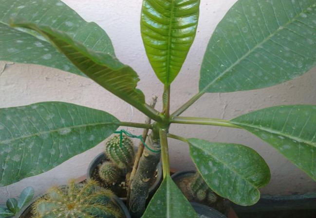 Name:  Plumeria.jpg
Views: 1004
Size:  41.6 KB