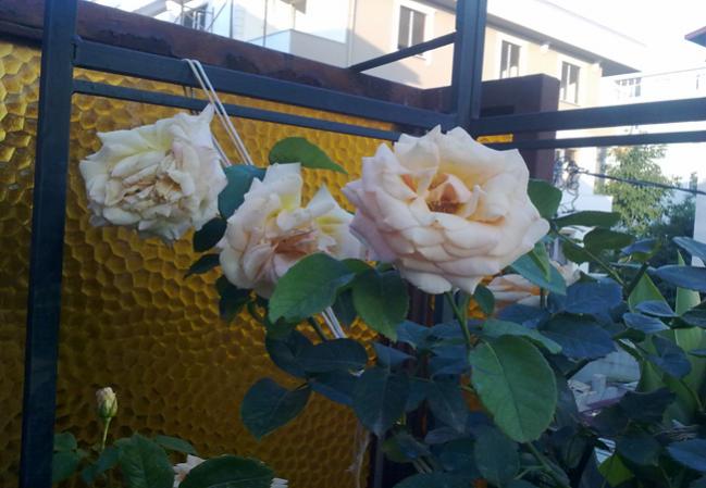 Name:  Sar Gl.jpg
Views: 1015
Size:  43.8 KB