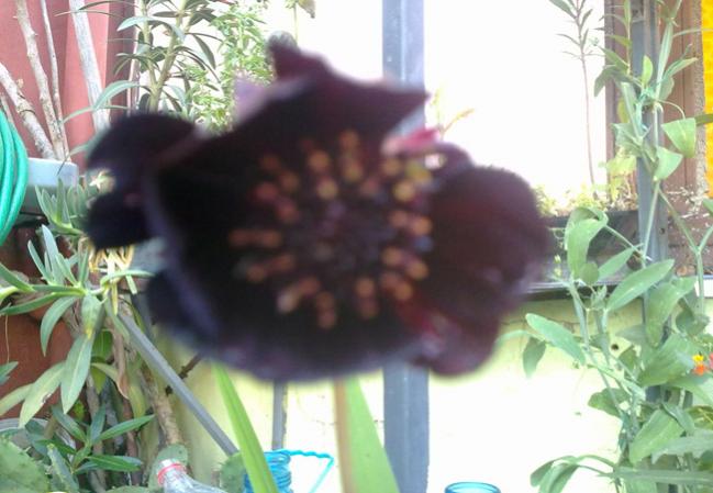 Name:  Siyah Dahlia (1).jpg
Views: 1043
Size:  43.0 KB