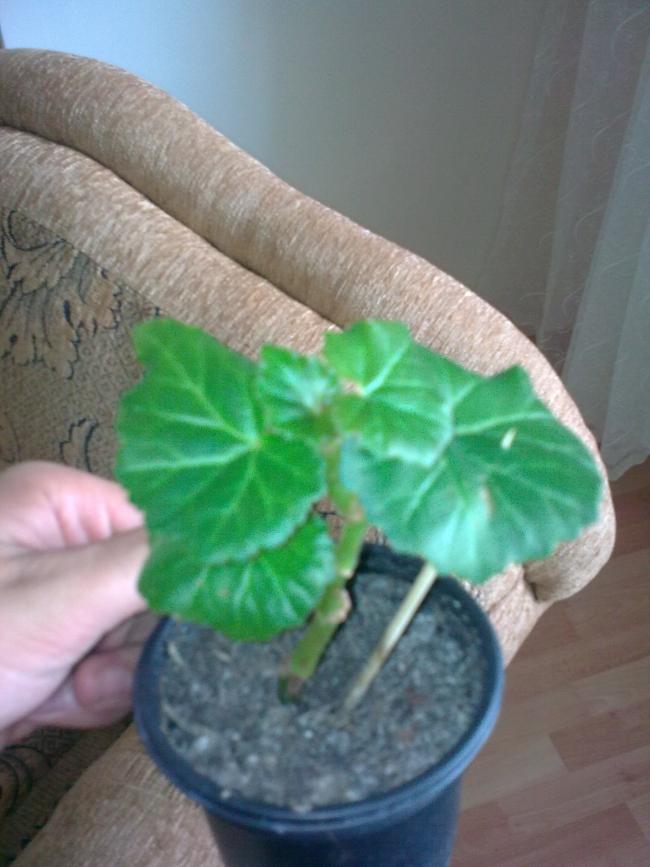 Name:  Grnt0546.jpg
Views: 382
Size:  57.5 KB