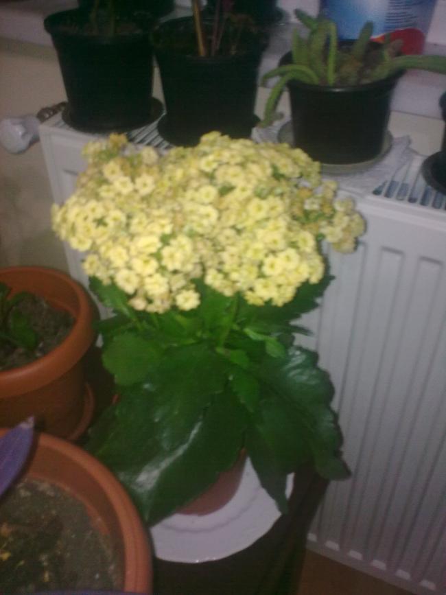 Name:  Grnt0522.jpg
Views: 368
Size:  45.1 KB