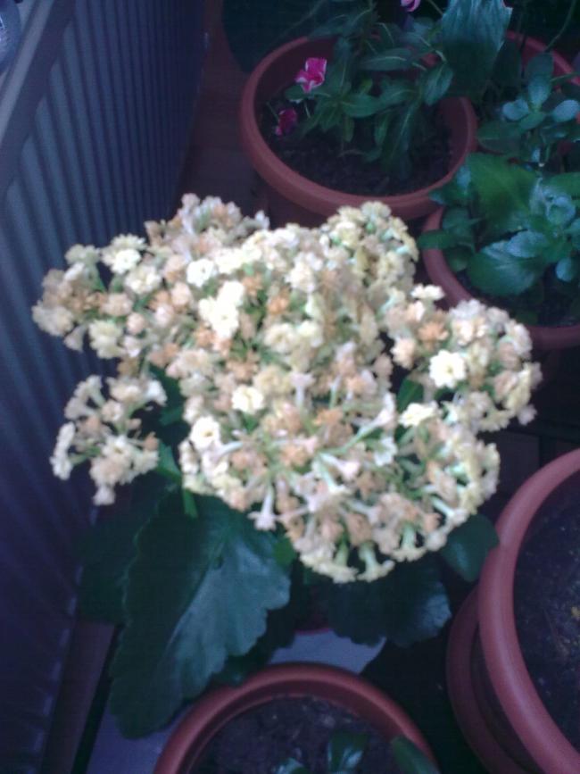 Name:  Grnt0538.jpg
Views: 362
Size:  58.0 KB