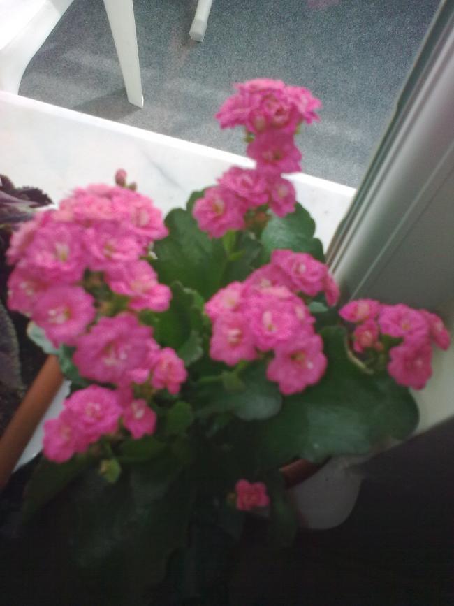 Name:  Grnt0537.jpg
Views: 354
Size:  49.7 KB