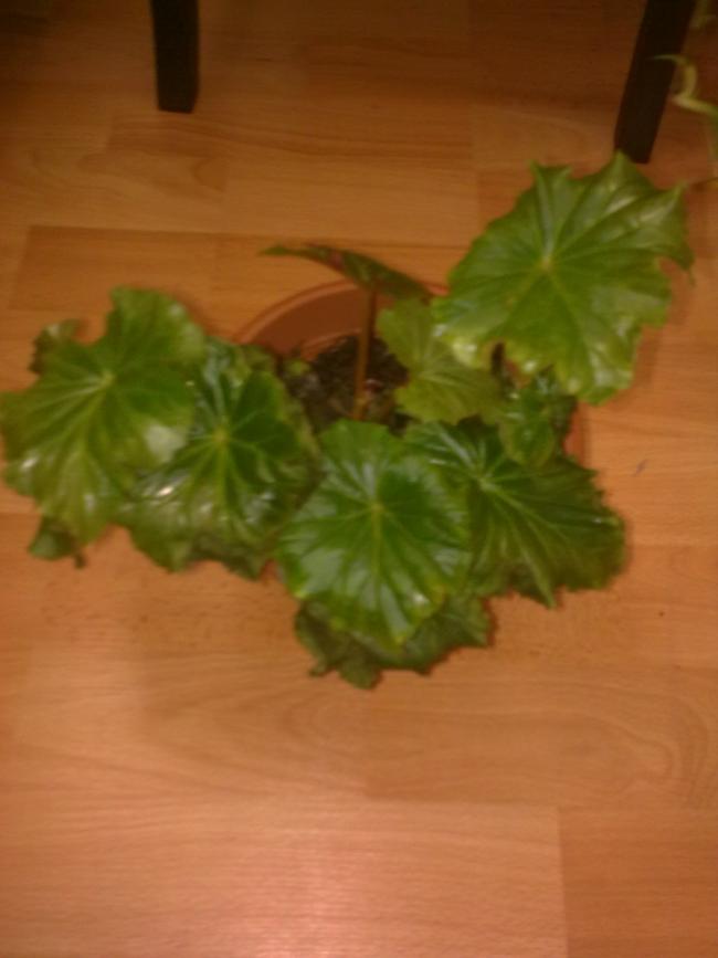 Name:  Grnt0539.jpg
Views: 436
Size:  37.4 KB