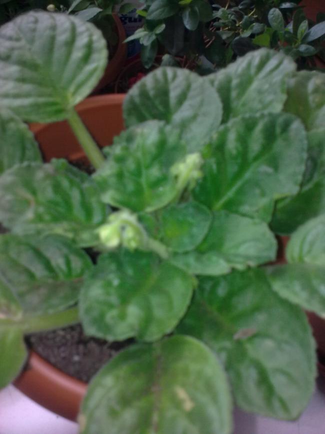Name:  Grnt0531.jpg
Views: 439
Size:  47.6 KB