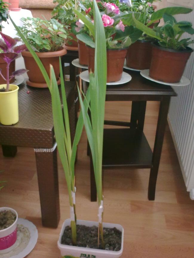 Name:  Grnt0545.jpg
Views: 493
Size:  63.7 KB