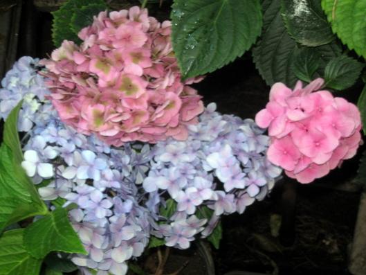 Name:  IMG_1919.jpg
Views: 814
Size:  37.0 KB