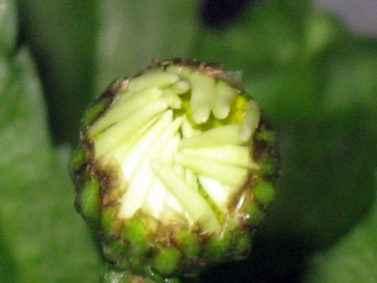 Name:  IMG_1661.jpg
Views: 776
Size:  21.9 KB
