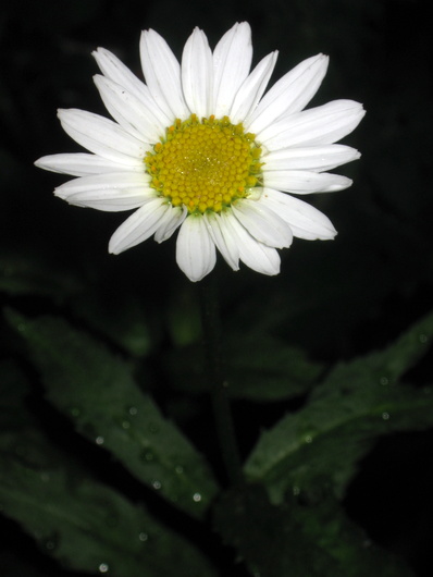 Name:  IMG_1895.JPG
Views: 751
Size:  58.4 KB