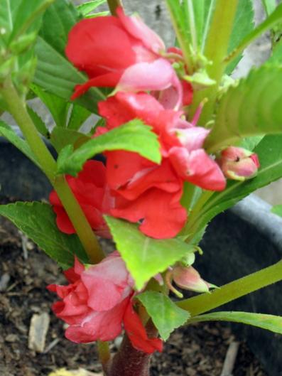 Name:  IMG_1434.jpg
Views: 776
Size:  32.4 KB