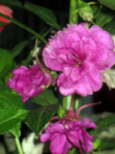 Name:  IMG_1654.jpg
Views: 742
Size:  26.5 KB