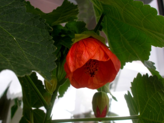 Name:  DSCN3555.jpg
Views: 1212
Size:  69.4 KB