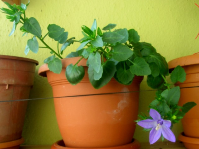 Name:  DSCN3565.jpg
Views: 1059
Size:  65.1 KB