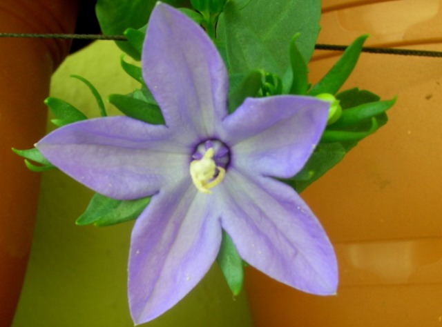 Name:  DSCN3567.jpg
Views: 1034
Size:  58.4 KB