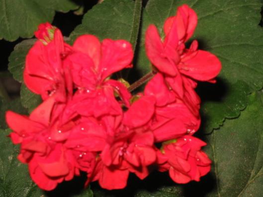 Name:  IMG_0965.jpg
Views: 753
Size:  28.0 KB