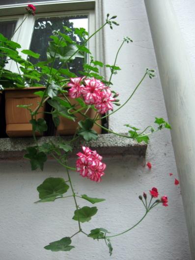 Name:  IMG_0532.jpg
Views: 686
Size:  32.9 KB
