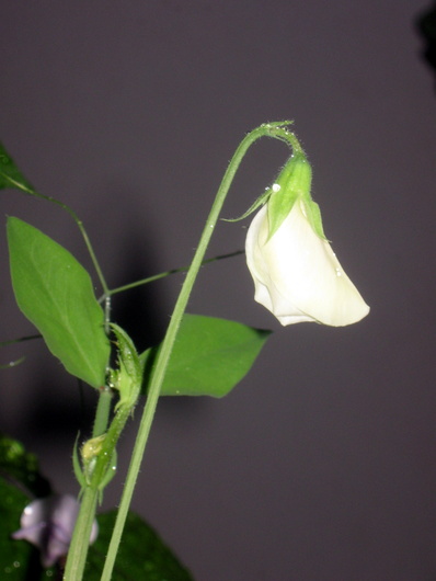 Name:  IMG_1938.JPG
Views: 717
Size:  57.6 KB