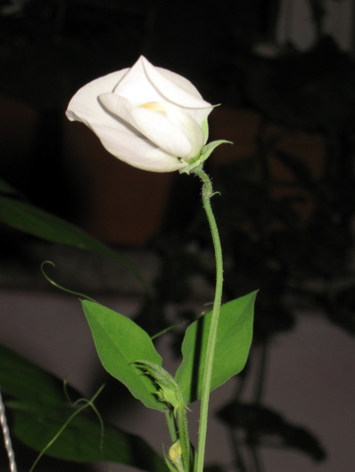 Name:  IMG_2189.JPG
Views: 734
Size:  55.1 KB