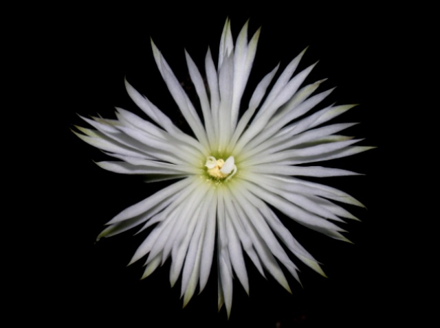 Name:  DSCN3573.jpg
Views: 1057
Size:  54.4 KB