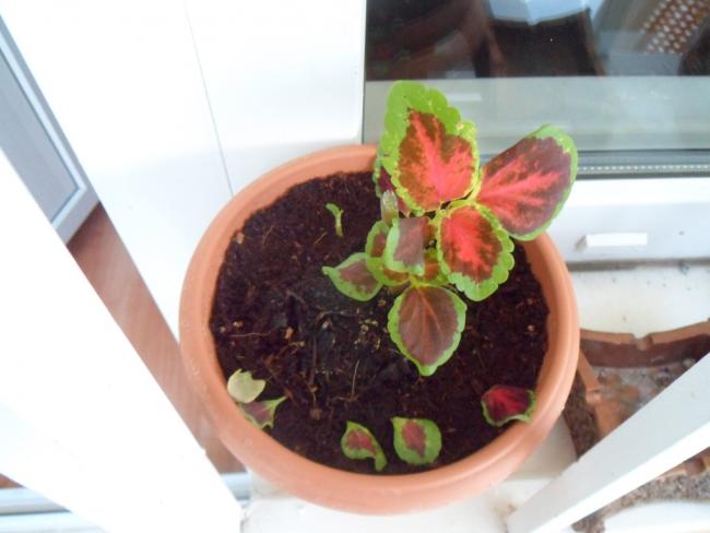Name:  kolyoz_coleus1.jpg
Views: 3437
Size:  33.2 KB