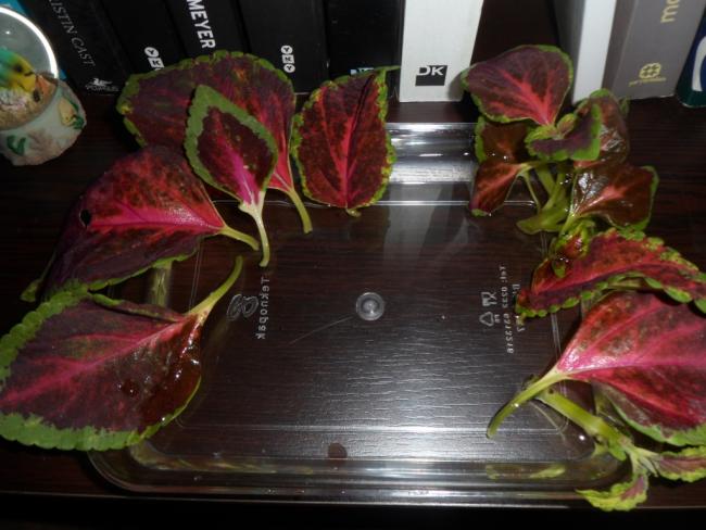 Name:  kolyoz_coleus2.jpg
Views: 4341
Size:  46.3 KB