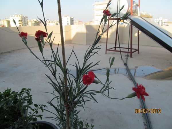 Name:  Resim 012.jpg
Views: 712
Size:  66.7 KB