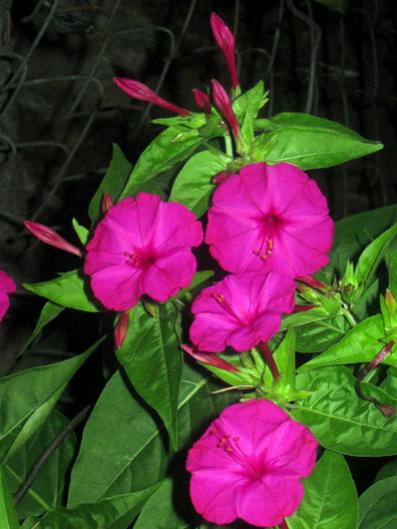 Name:  IMG_2362.jpg
Views: 878
Size:  33.9 KB